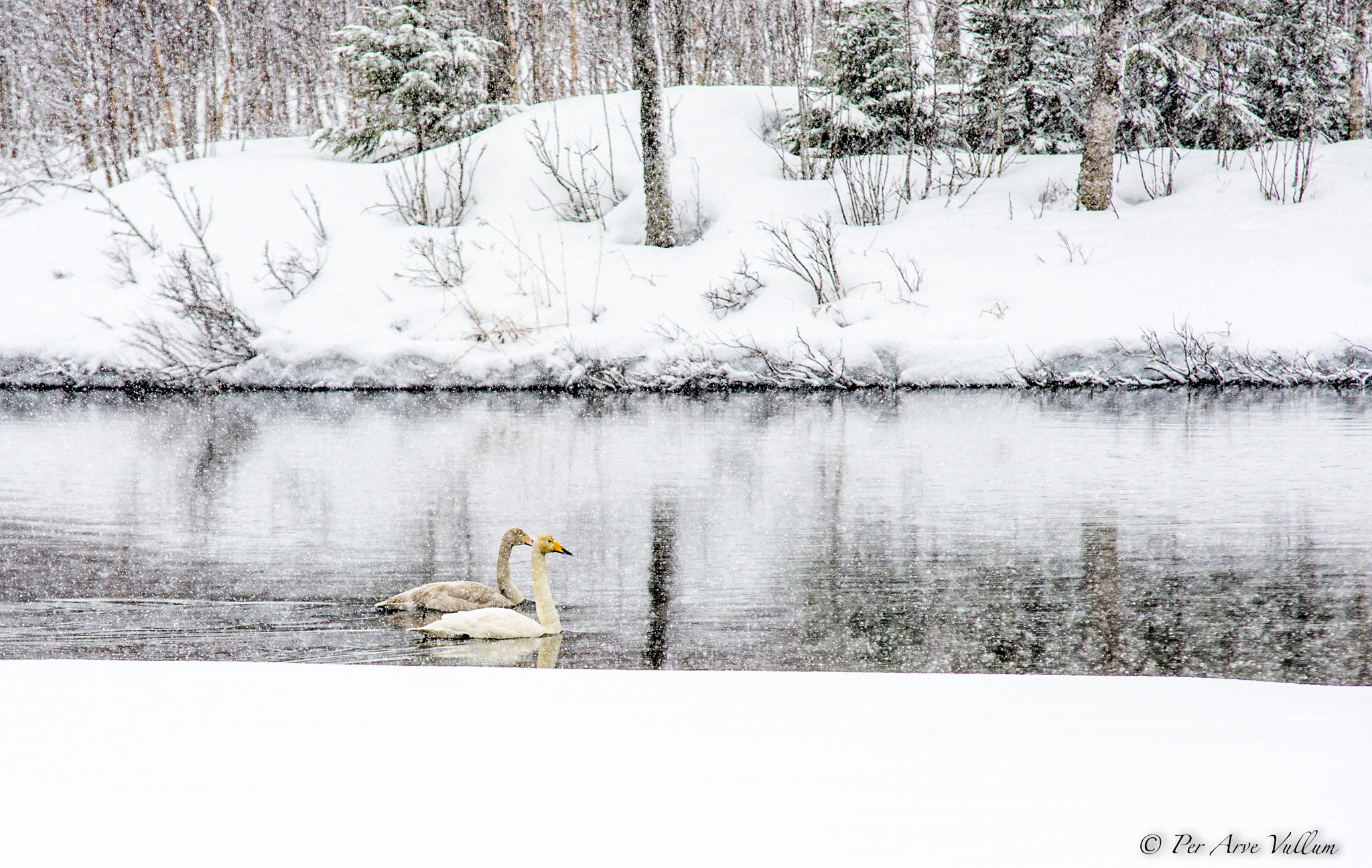 Sigma 70-200mm F2.8 EX DG Macro HSM II sample photo. Swans photography