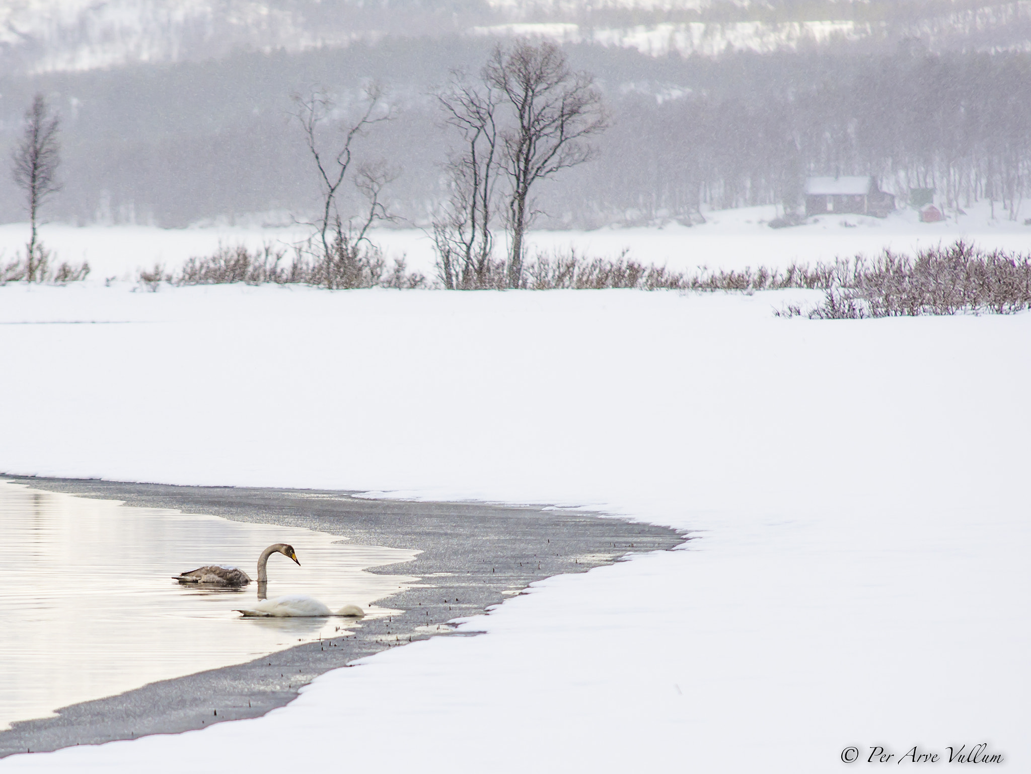 Sigma 70-200mm F2.8 EX DG Macro HSM II sample photo. Swans photography