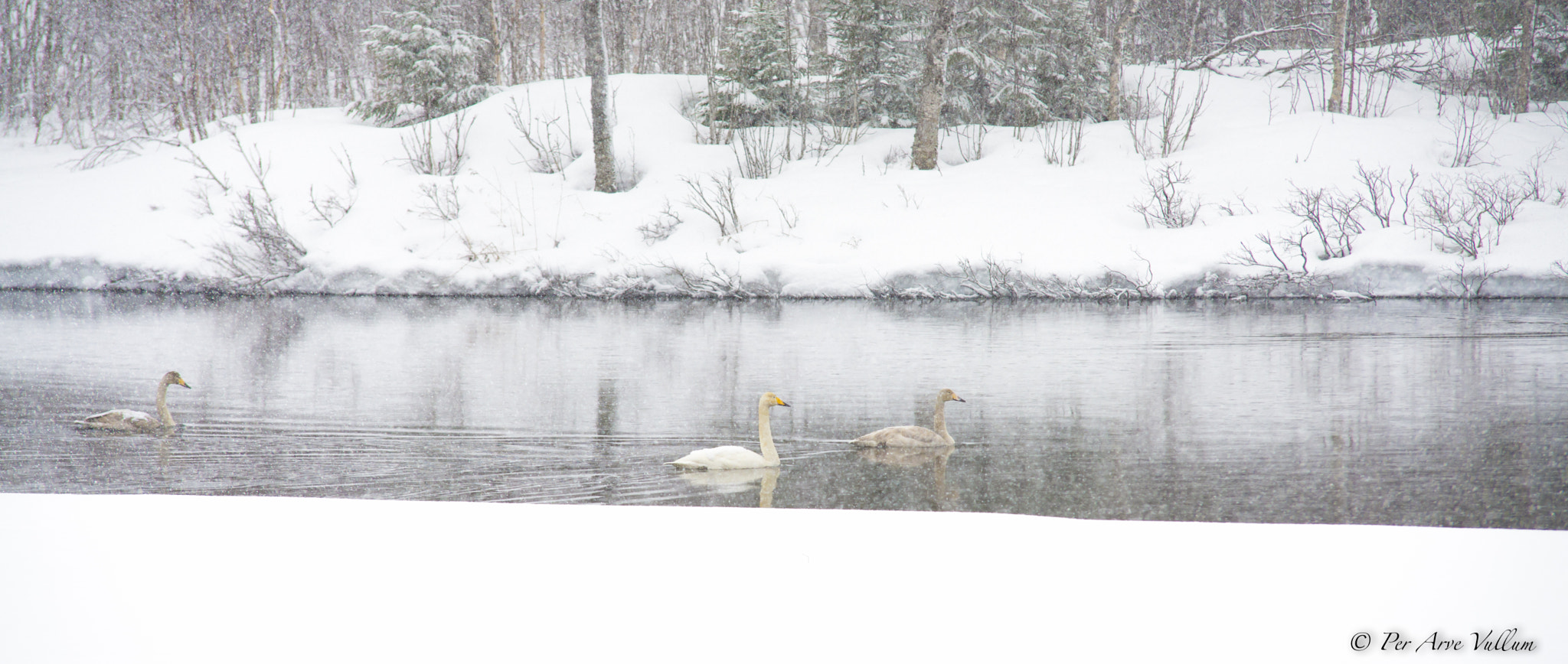 Sigma 70-200mm F2.8 EX DG Macro HSM II sample photo. Swans photography