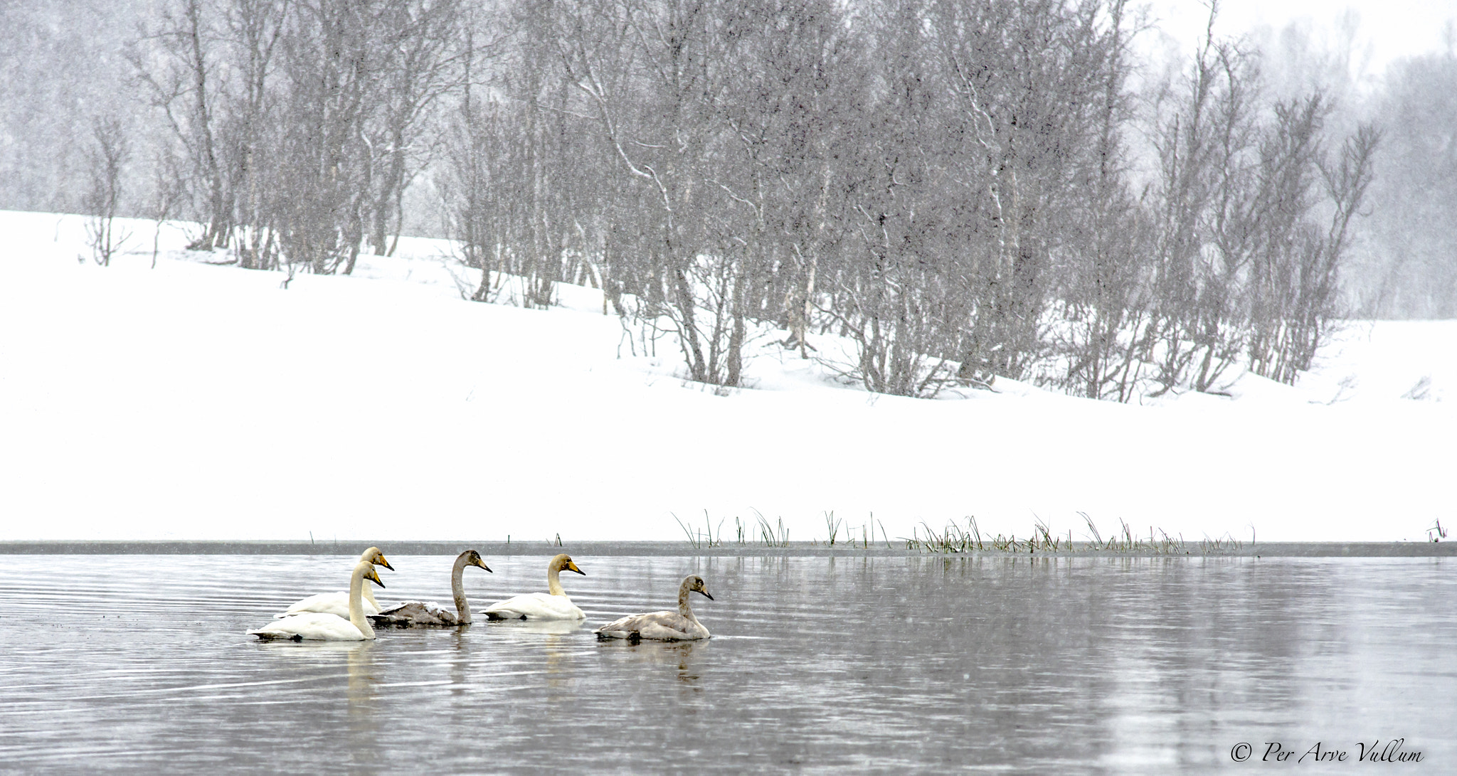Sigma 70-200mm F2.8 EX DG Macro HSM II sample photo. Swans photography