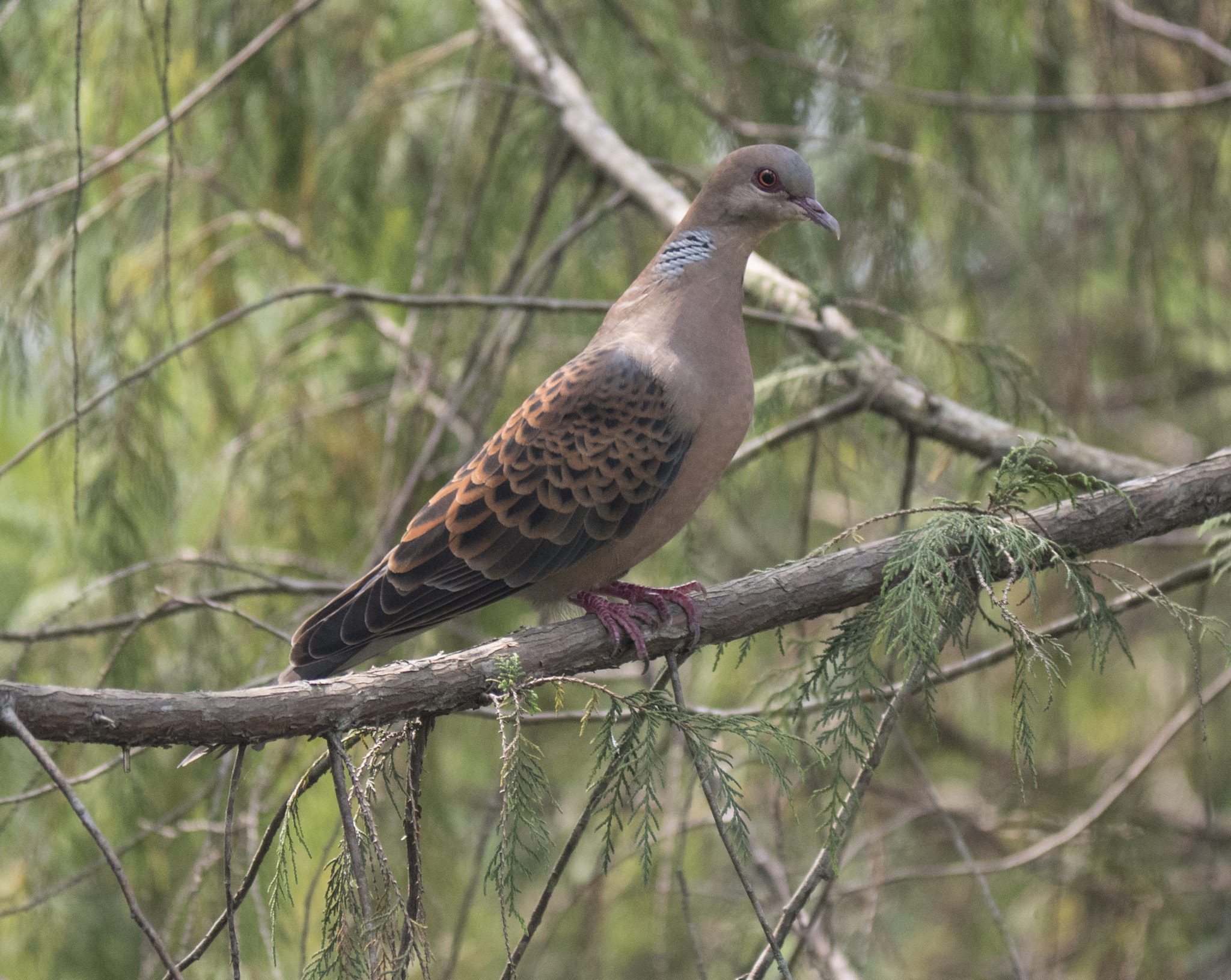 Panasonic Lumix DMC-GH4 sample photo. Himalayan oriental turtle dove photography