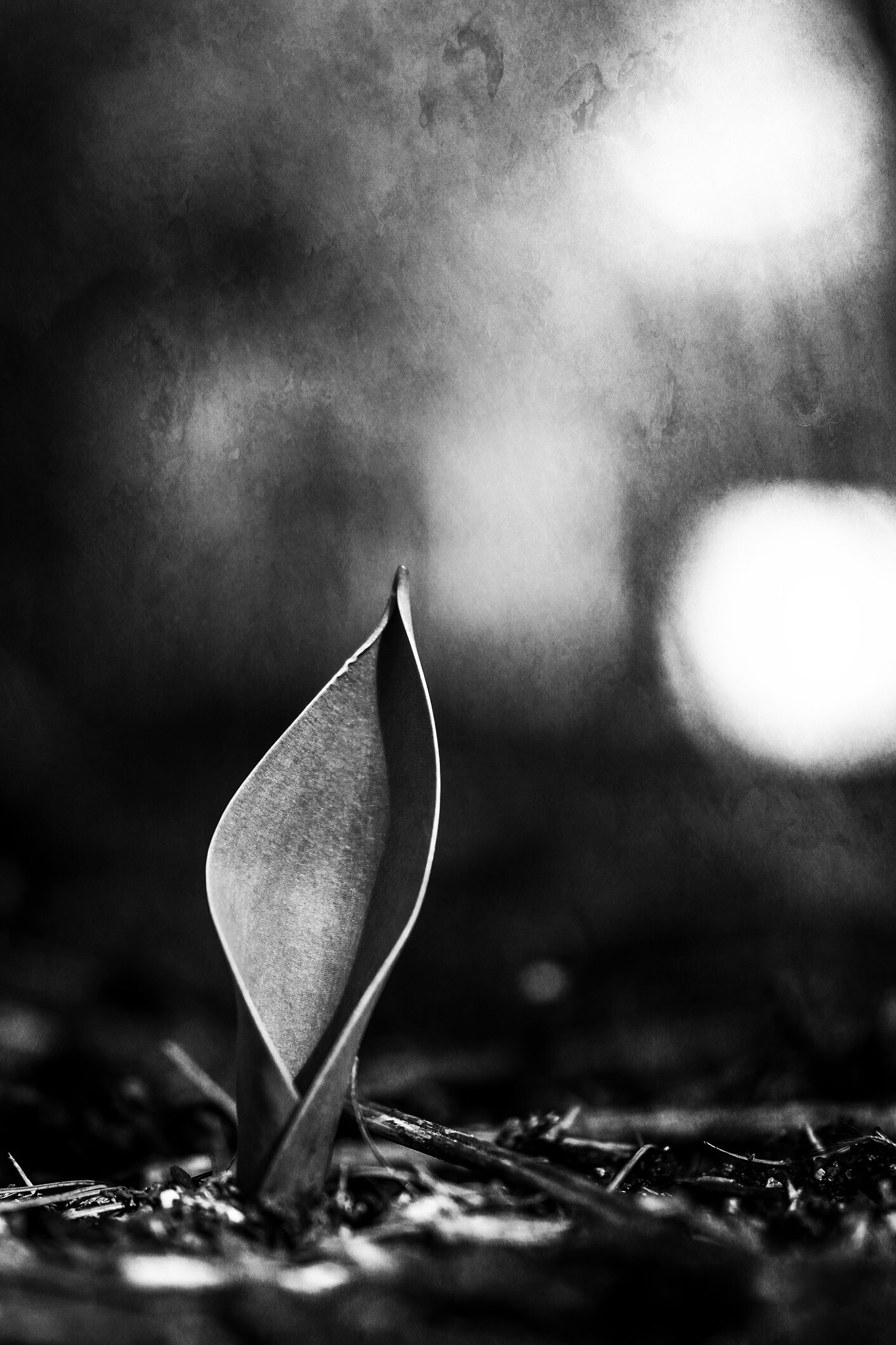 Samsung NX30 + Samsung NX 60mm F2.8 Macro ED OIS SSA sample photo. Nybg photography