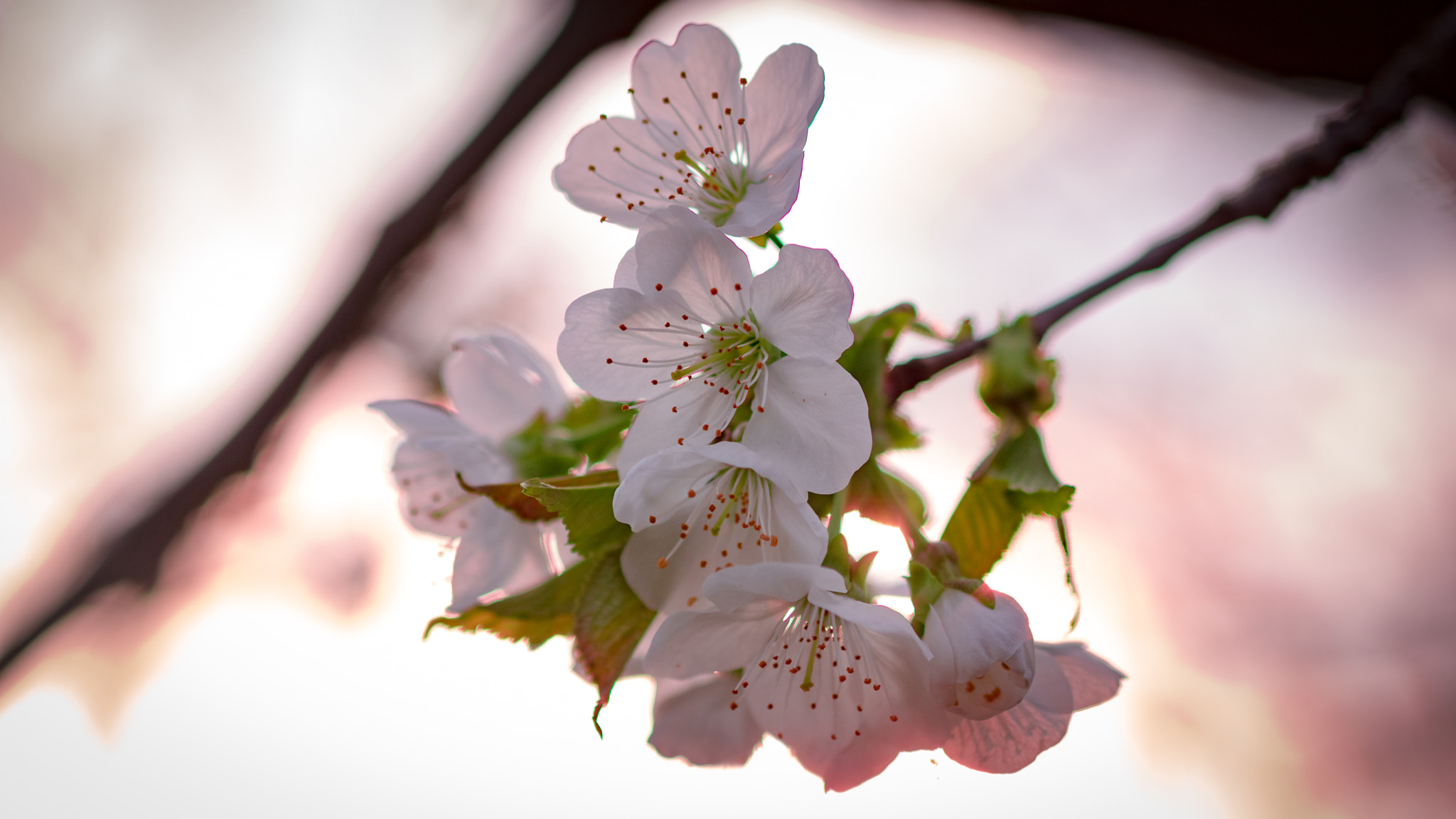 Canon EOS 750D (EOS Rebel T6i / EOS Kiss X8i) + Canon EF 100mm F2.8L Macro IS USM sample photo. Blossoms photography
