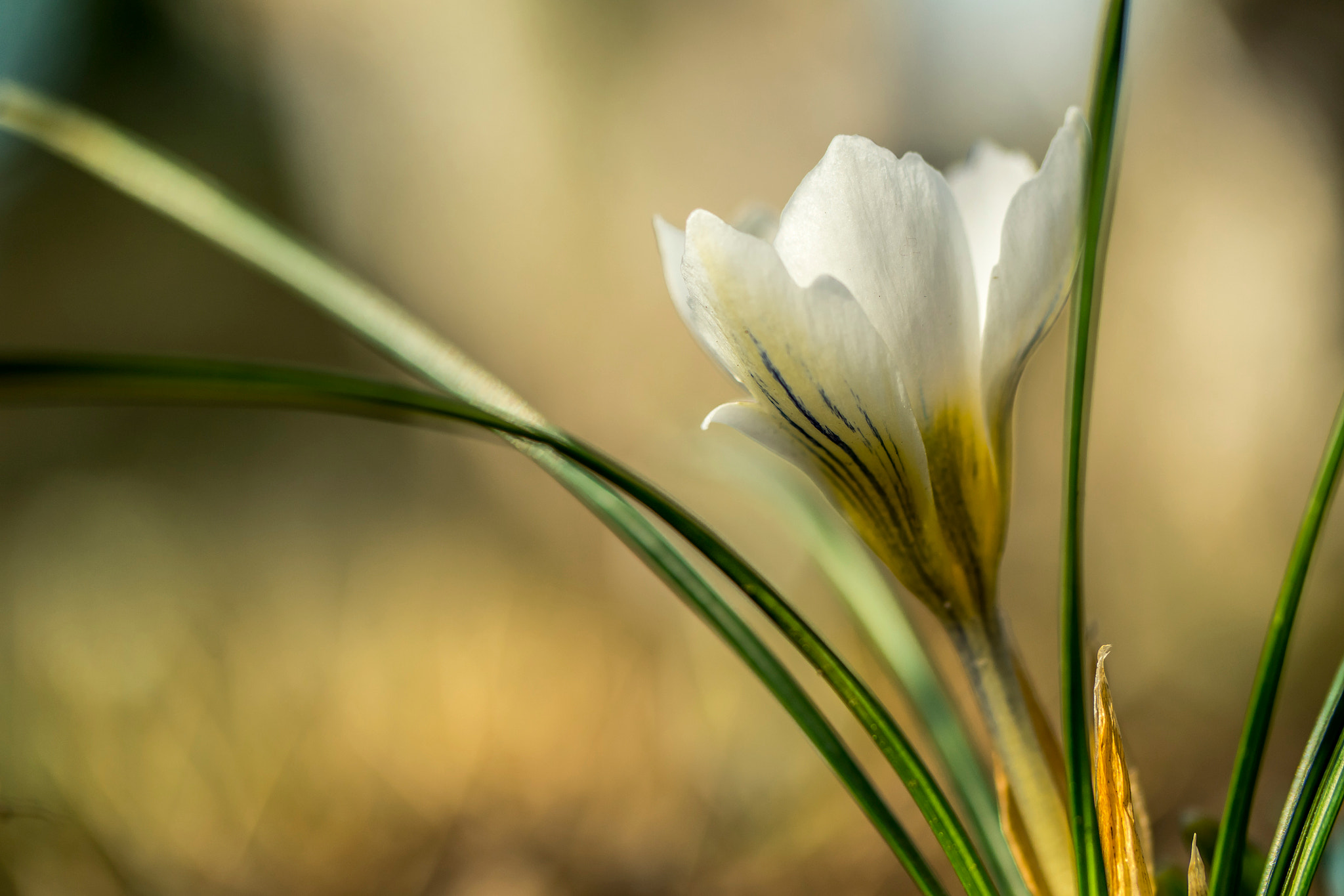 Samsung NX 60mm F2.8 Macro ED OIS SSA sample photo. Nybg photography