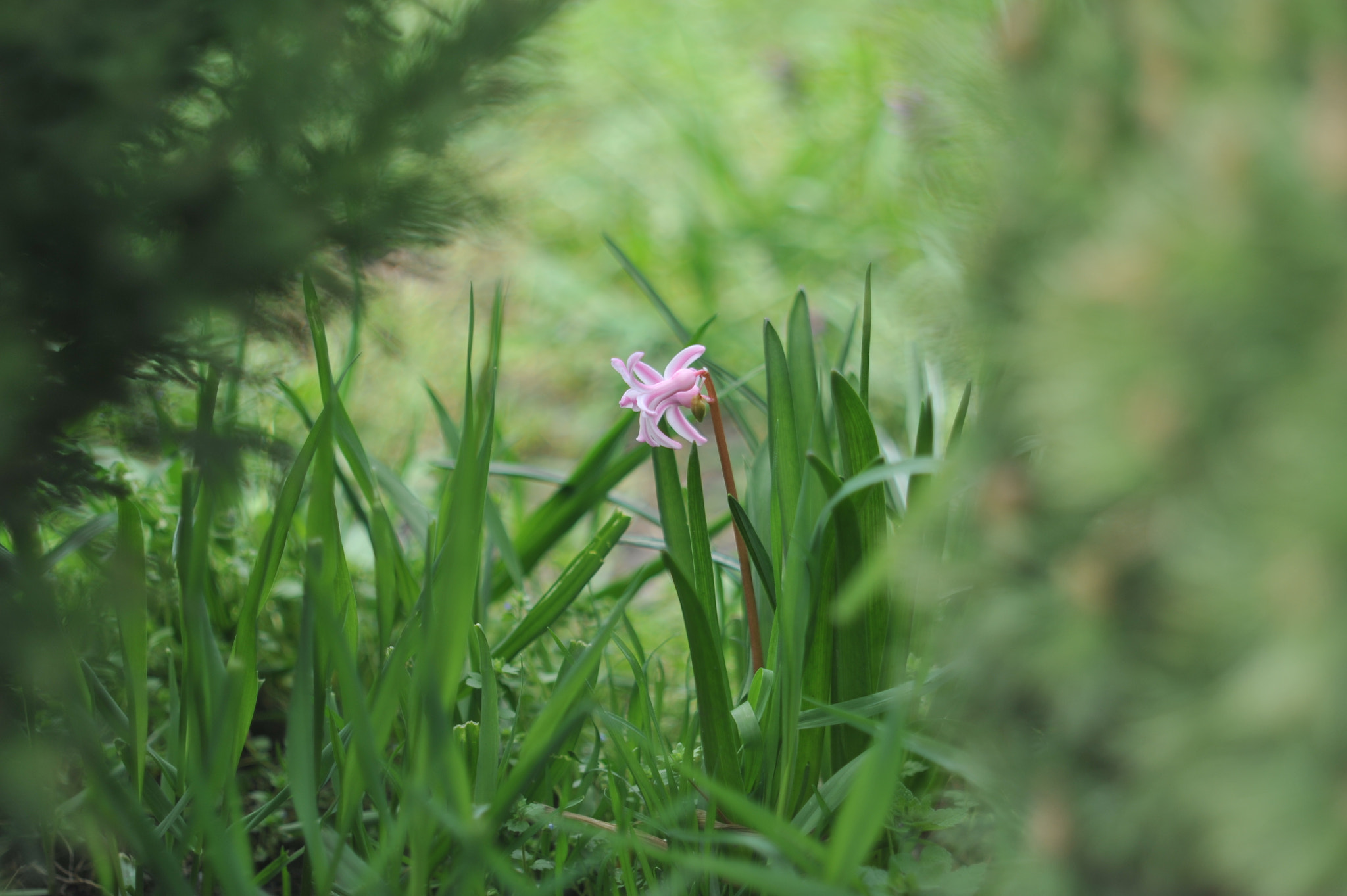 Manual Lens No CPU sample photo. Boke photography