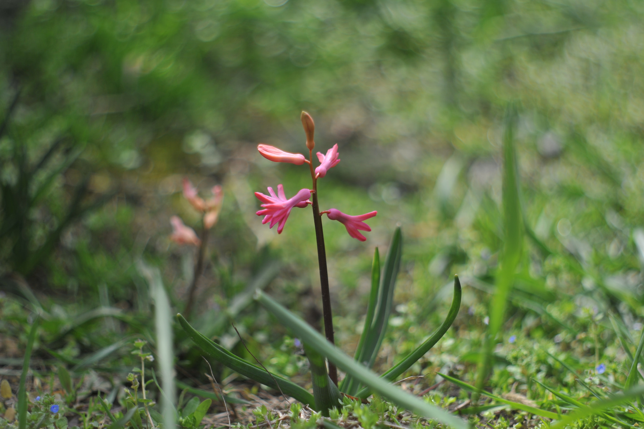 Nikon D700 + Manual Lens No CPU sample photo. Boke photography