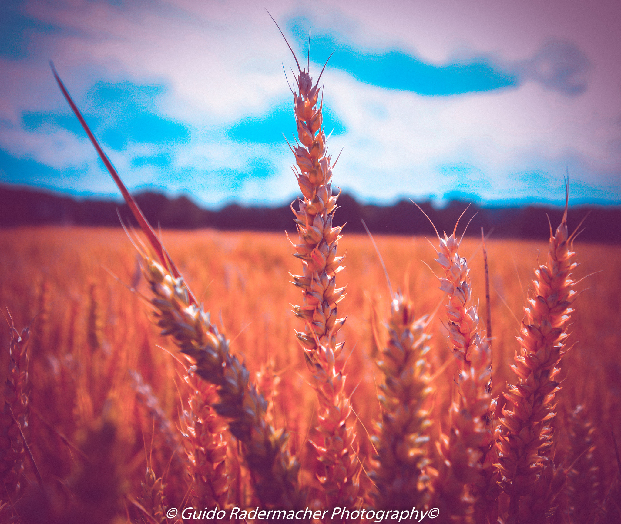 Pentax K-x sample photo. In the summertime photography