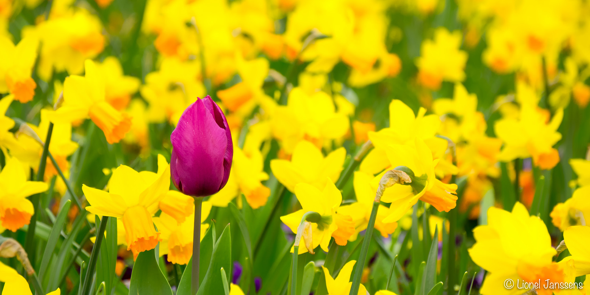 Panasonic Lumix DMC-GM1 sample photo. Purple tulip photography