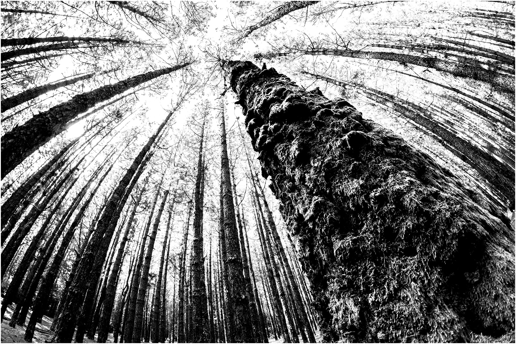 Nikon D7200 + Samyang 8mm F3.5 Aspherical IF MC Fisheye sample photo. Al derecho... photography