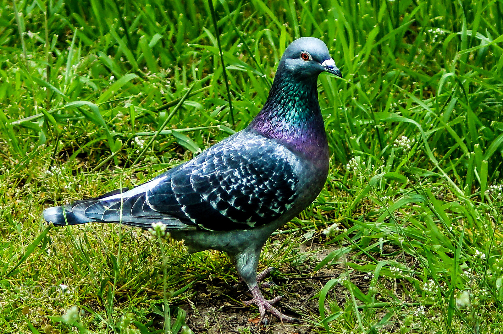 35-70mm F4 sample photo. Pigeon model photography