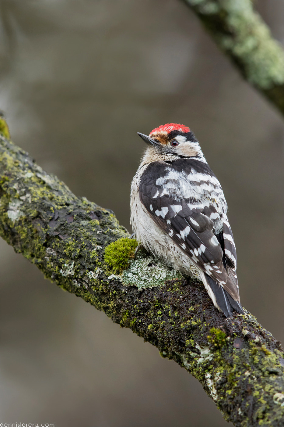 Canon EF 600mm F4L IS II USM sample photo. Lesser spotted woodpecker | kleinspecht photography