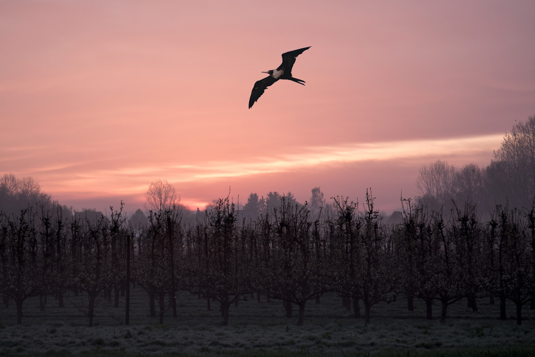 Sony a6300 + Canon EF 24-70mm F4L IS USM sample photo. Lonely bird photography