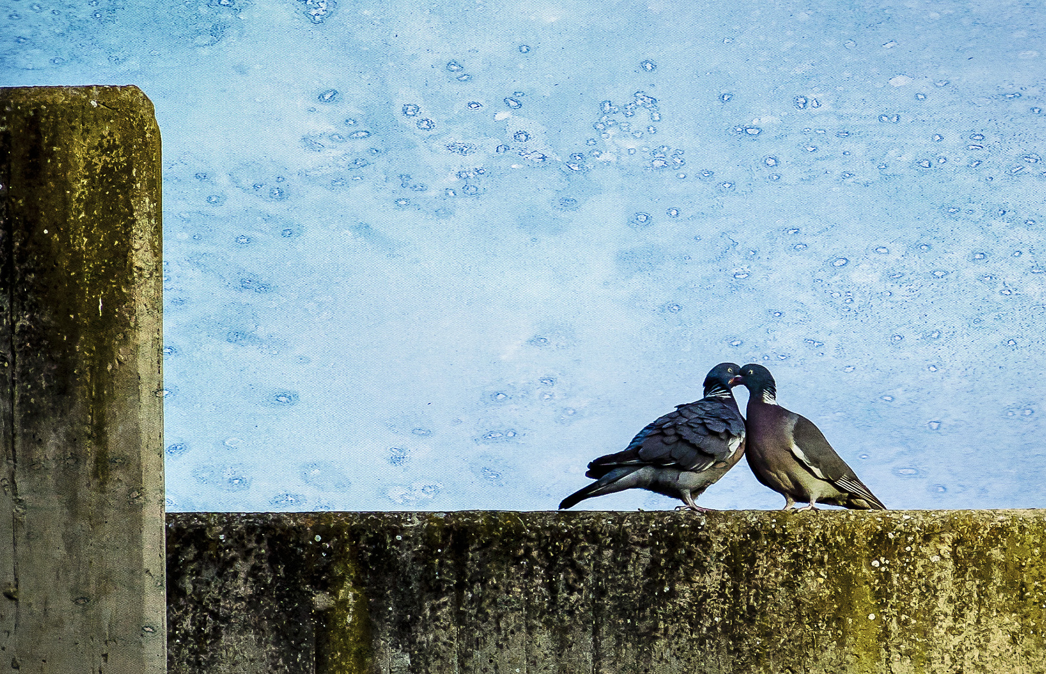 Canon EOS 40D sample photo. Falling in love? photography