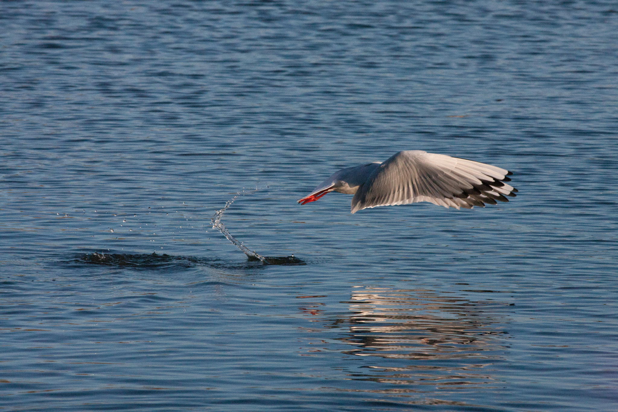 Canon EOS-1Ds Mark III + Canon EF 400mm F5.6L USM sample photo. Swan take off photography