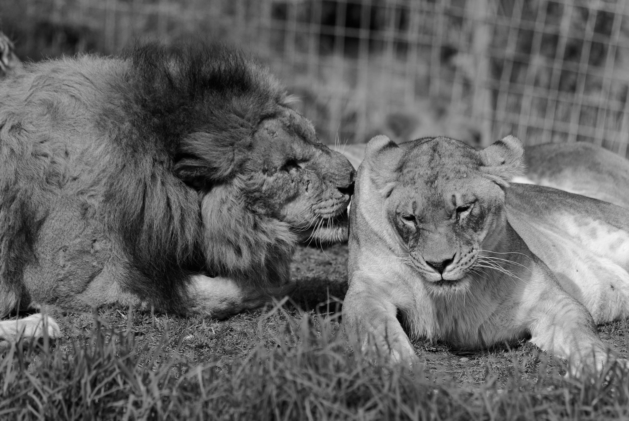 Sigma 70-300mm F4-5.6 APO DG Macro sample photo. Tigers showing loving photography