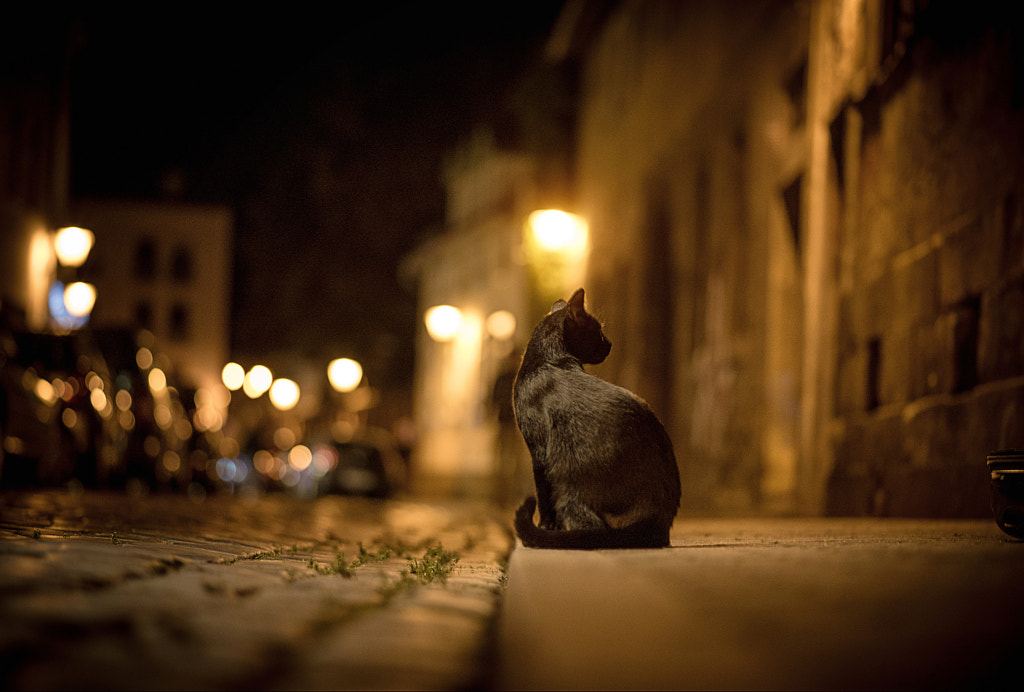 cat city night street bokeh ligh by Waqas Shaikh on 500px.com