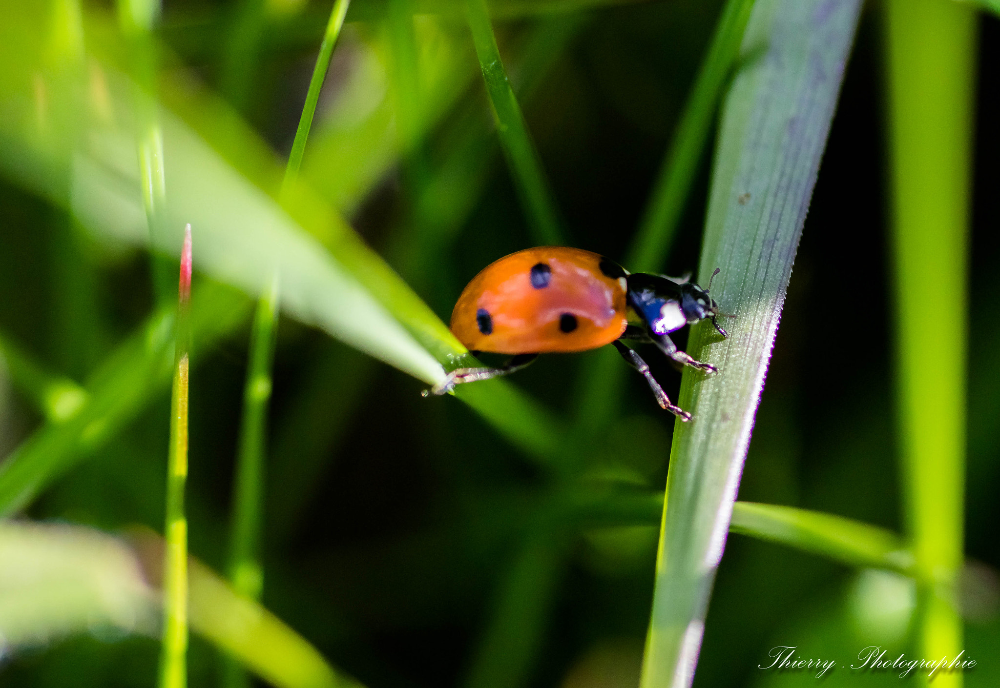 Canon EOS 80D + Tamron SP AF 90mm F2.8 Di Macro sample photo. 0482.jpg photography