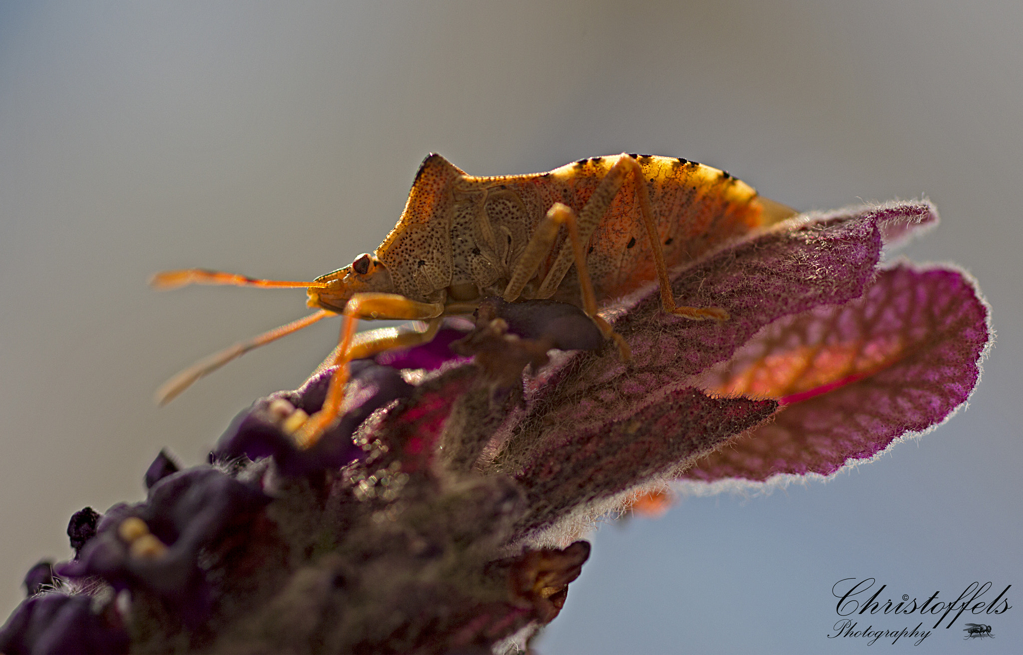 Sigma 70mm F2.8 EX DG Macro sample photo. Bruine wants (eurygaster testudinaria) photography