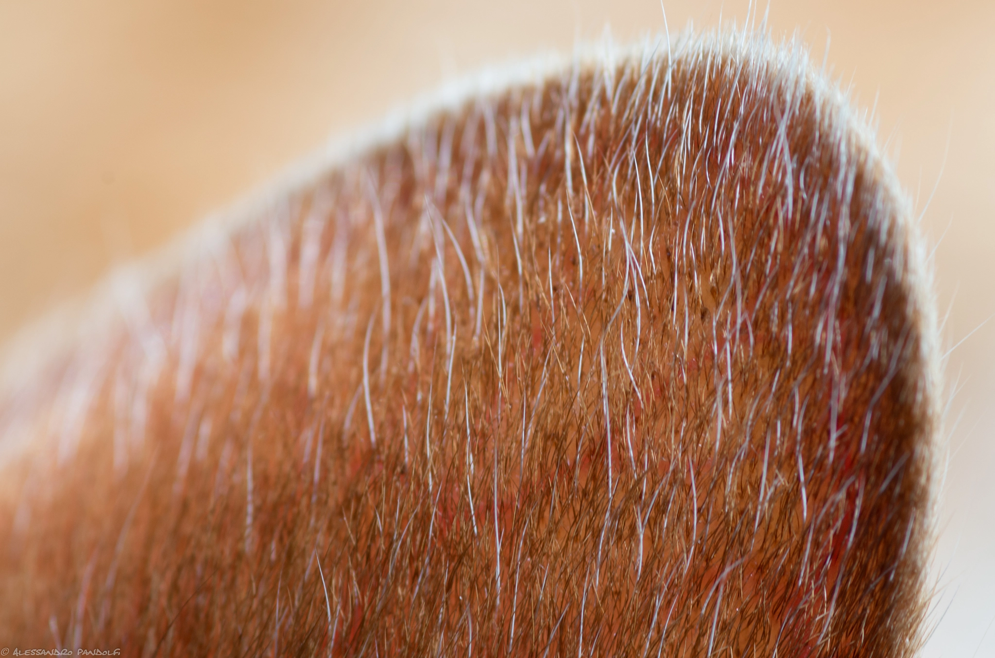Pentax smc D-FA 100mm F2.8 Macro WR sample photo. Lilli 03 photography