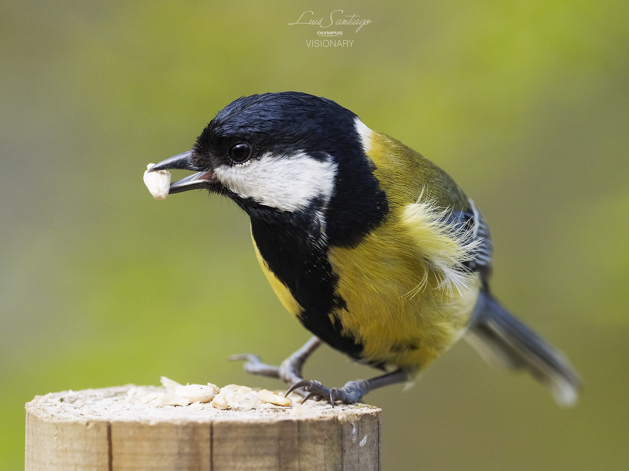 Olympus OM-D E-M1 + M.300mm F4.0 + MC-14 sample photo. Parus major 2- test olympus 300 f4 is pro photography