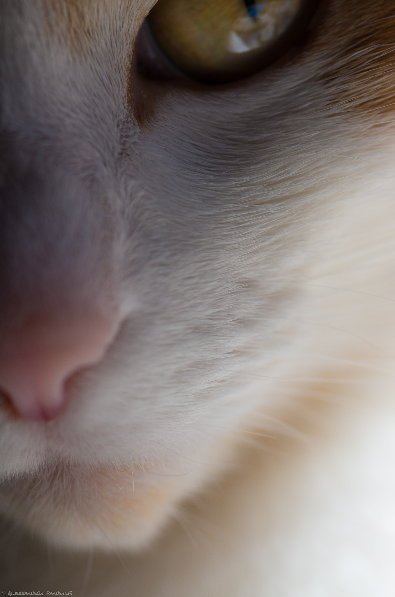 Pentax smc D-FA 100mm F2.8 Macro WR sample photo. Lilli 02 photography