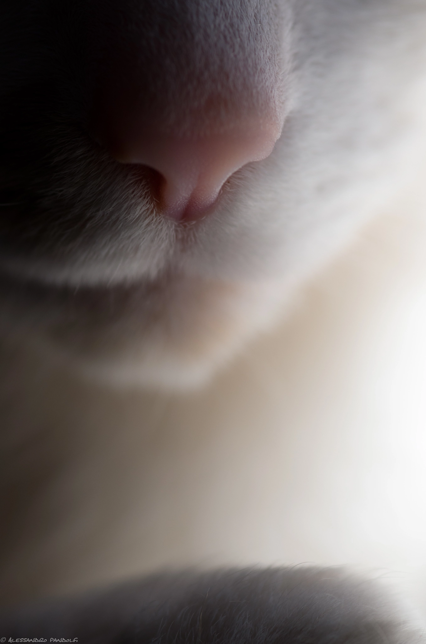 Pentax smc D-FA 100mm F2.8 Macro WR sample photo. Lilli 01 photography