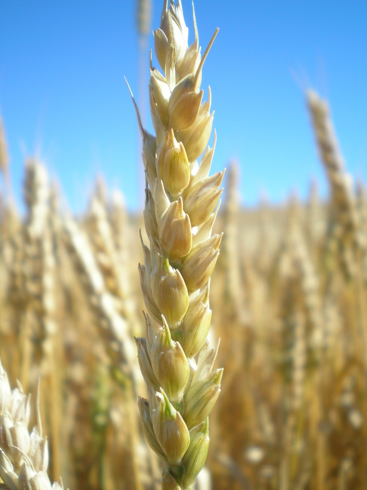 Olympus FE-140,X-725 sample photo. Wheat photography