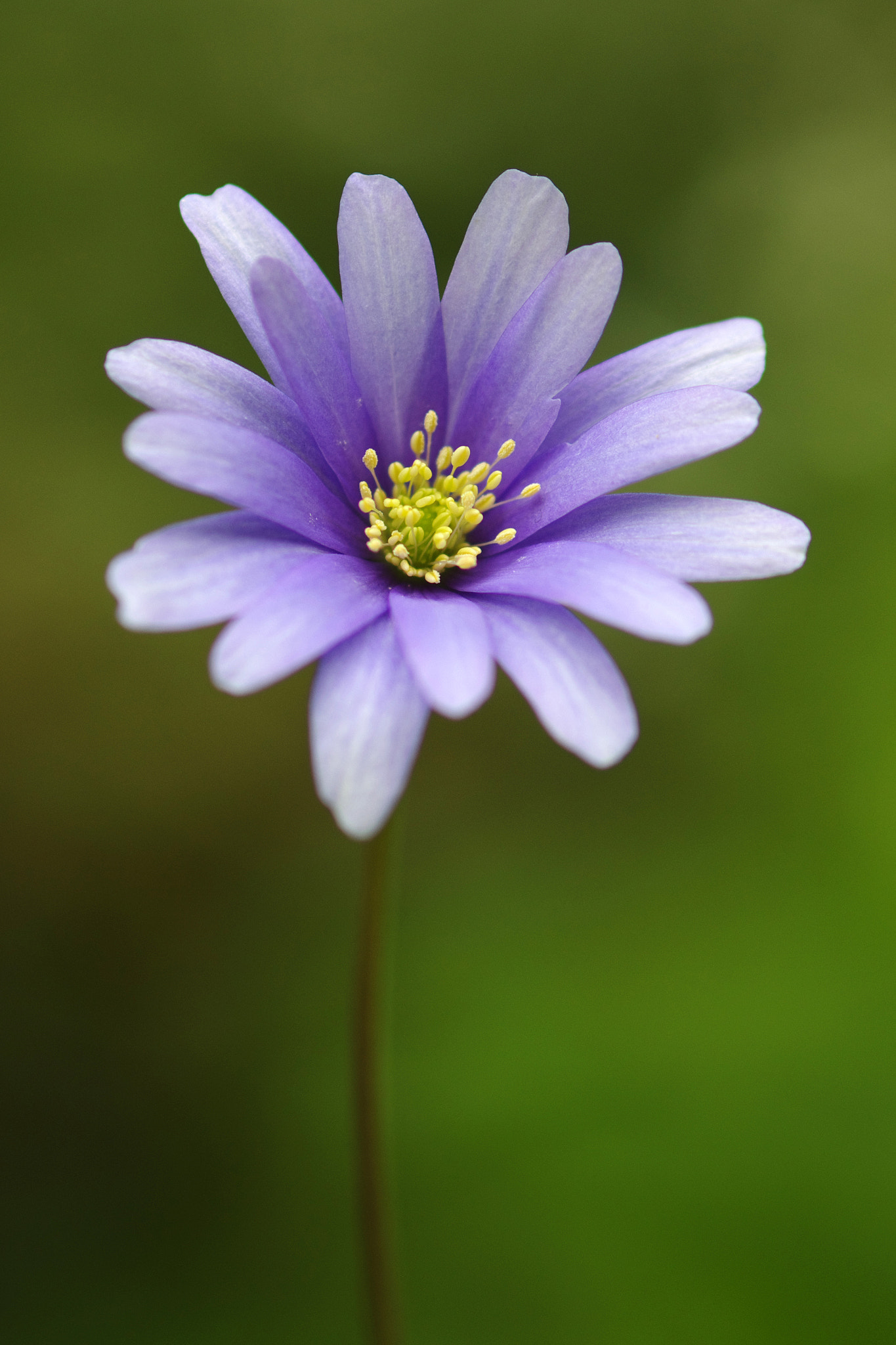 Pentax K-5 II + smc PENTAX-FA Macro 100mm F2.8 sample photo. Flower photography