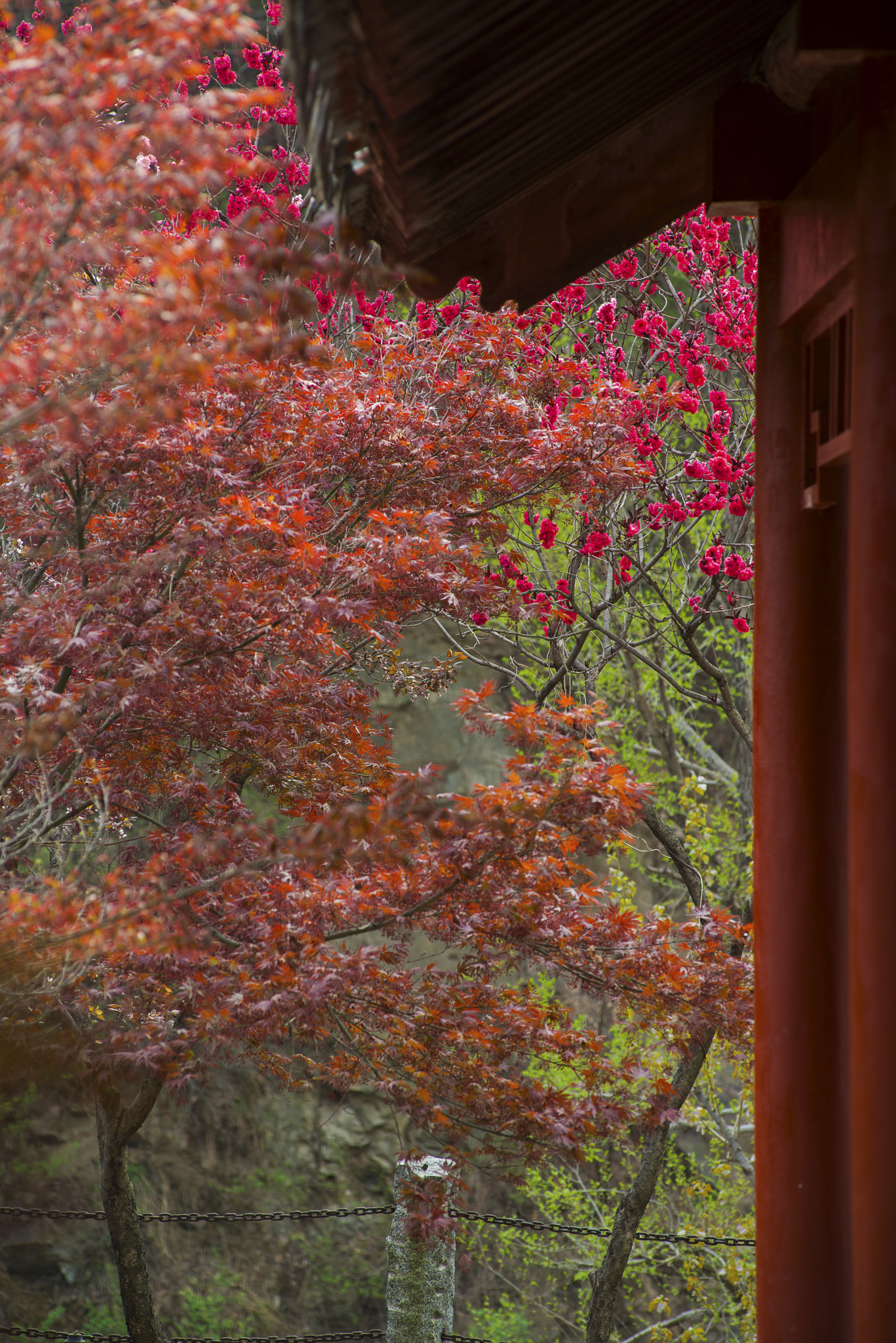 Nikon AF-Nikkor 80-200mm F2.8D ED sample photo. “”为智能对象 photography
