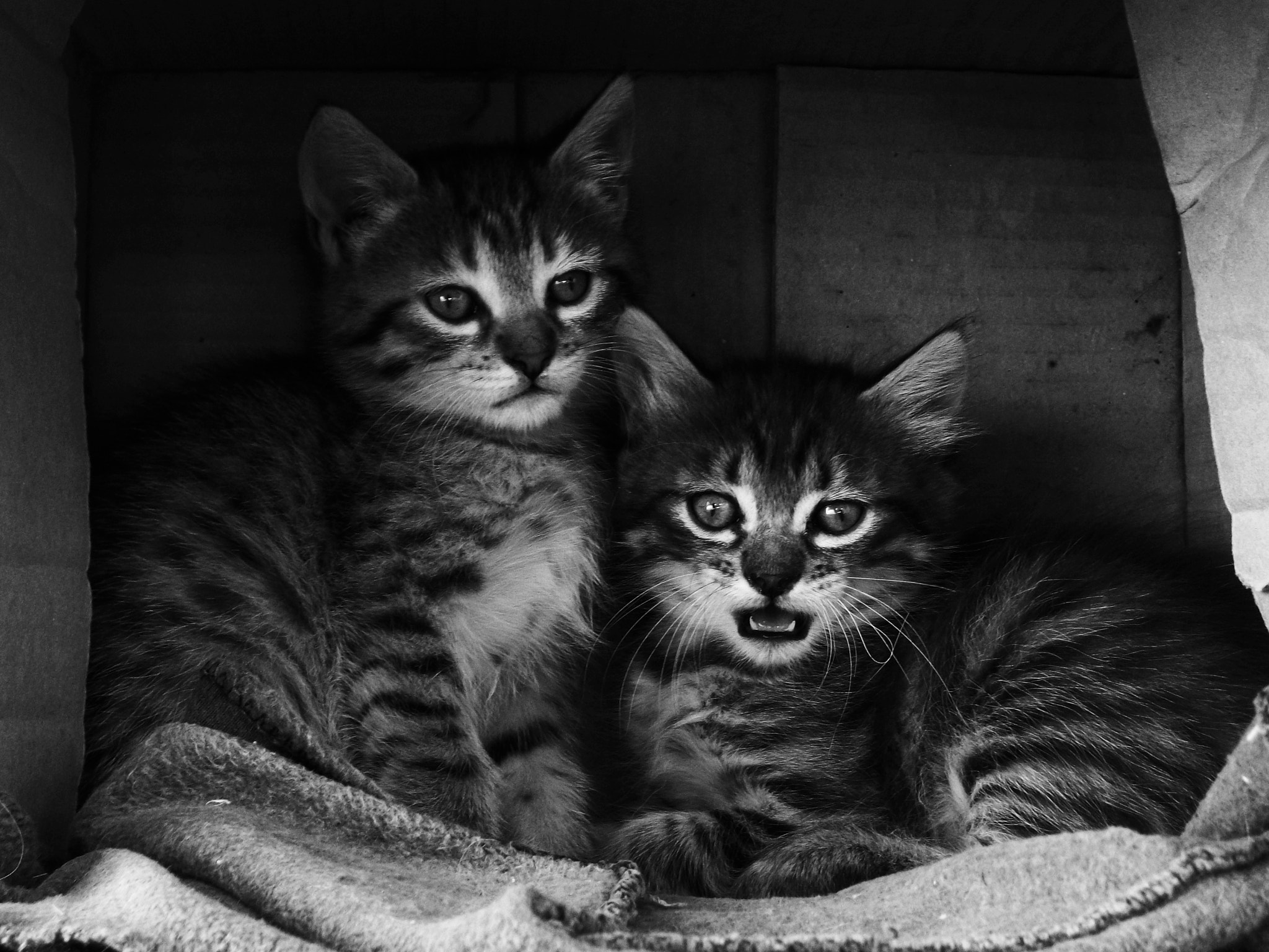 Kodak EASYSHARE M341 DIGITAL CAMERA sample photo. Gatos hermanos - santa fe photography