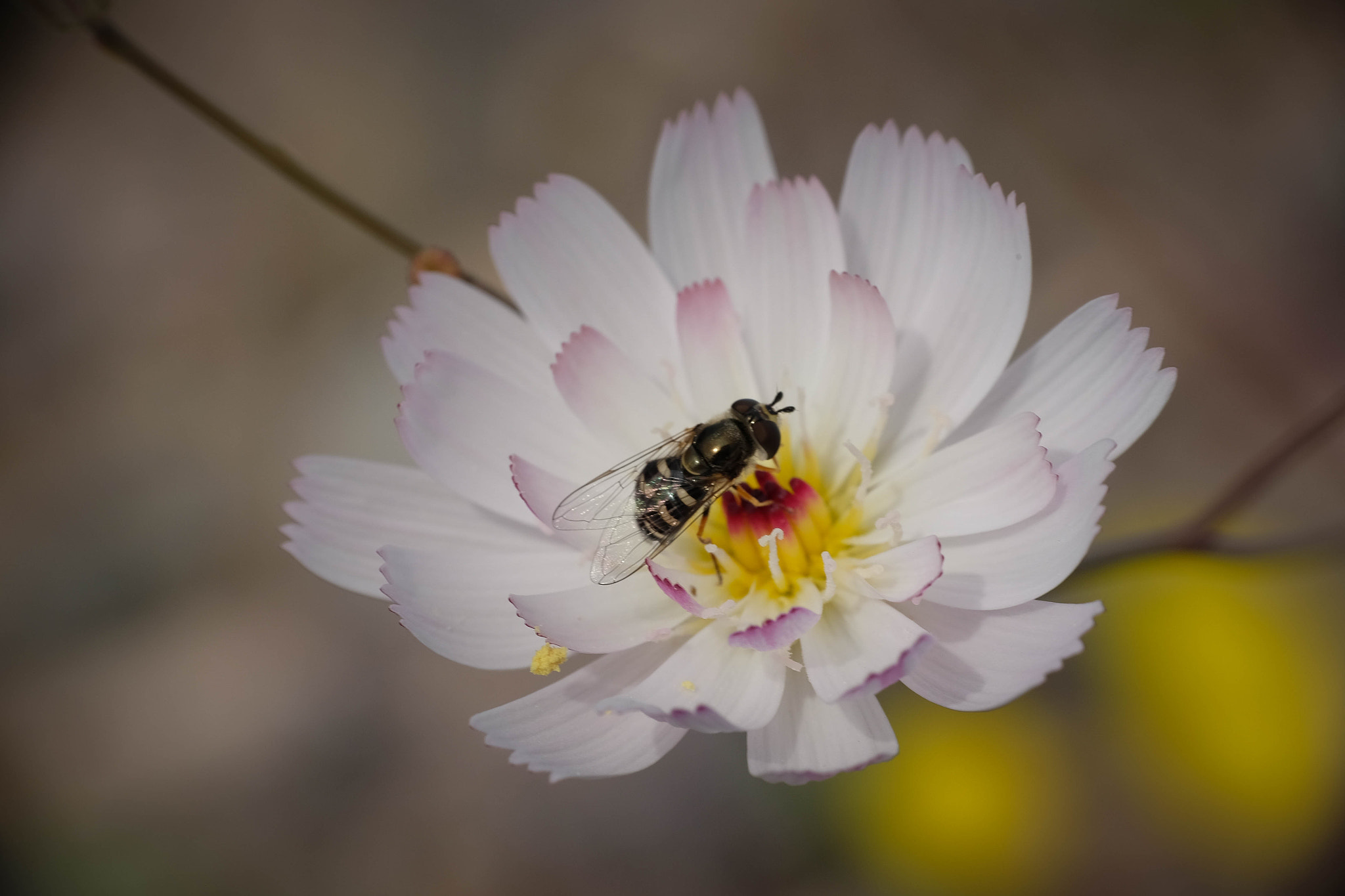 Fujifilm X-T10 + Fujifilm XC 50-230mm F4.5-6.7 OIS II sample photo. Hoverfly on desert chicory photography