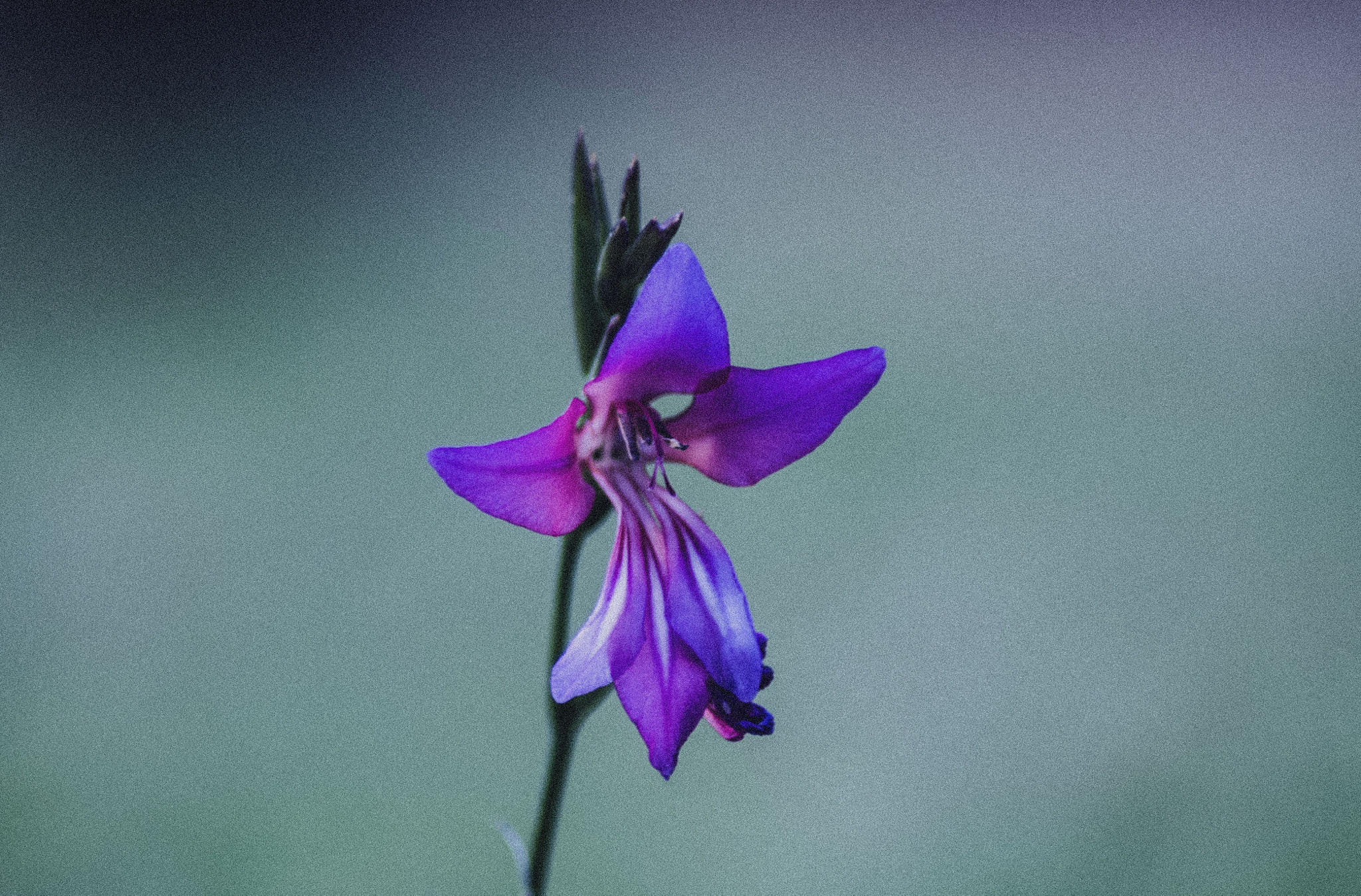 Pentax K-x sample photo. Gladiolus illyricus photography