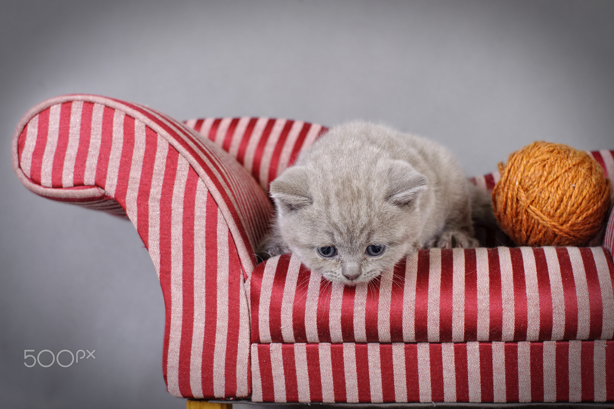 British shorthair kitten