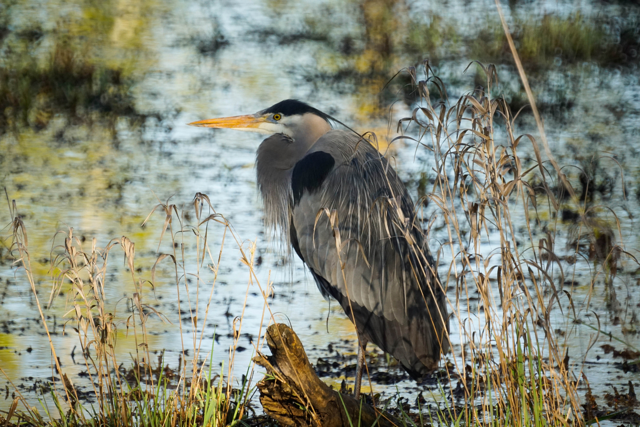 Sony 500mm F8 Reflex sample photo. Heron in shadows photography