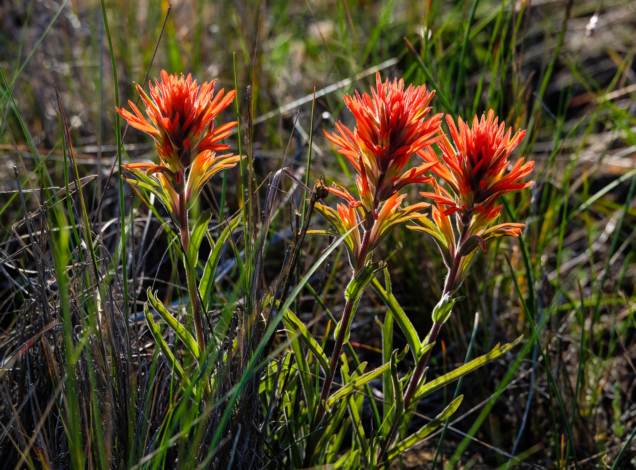 Fujifilm X-T10 + Fujifilm XC 50-230mm F4.5-6.7 OIS II sample photo. Indian paintbrush photography