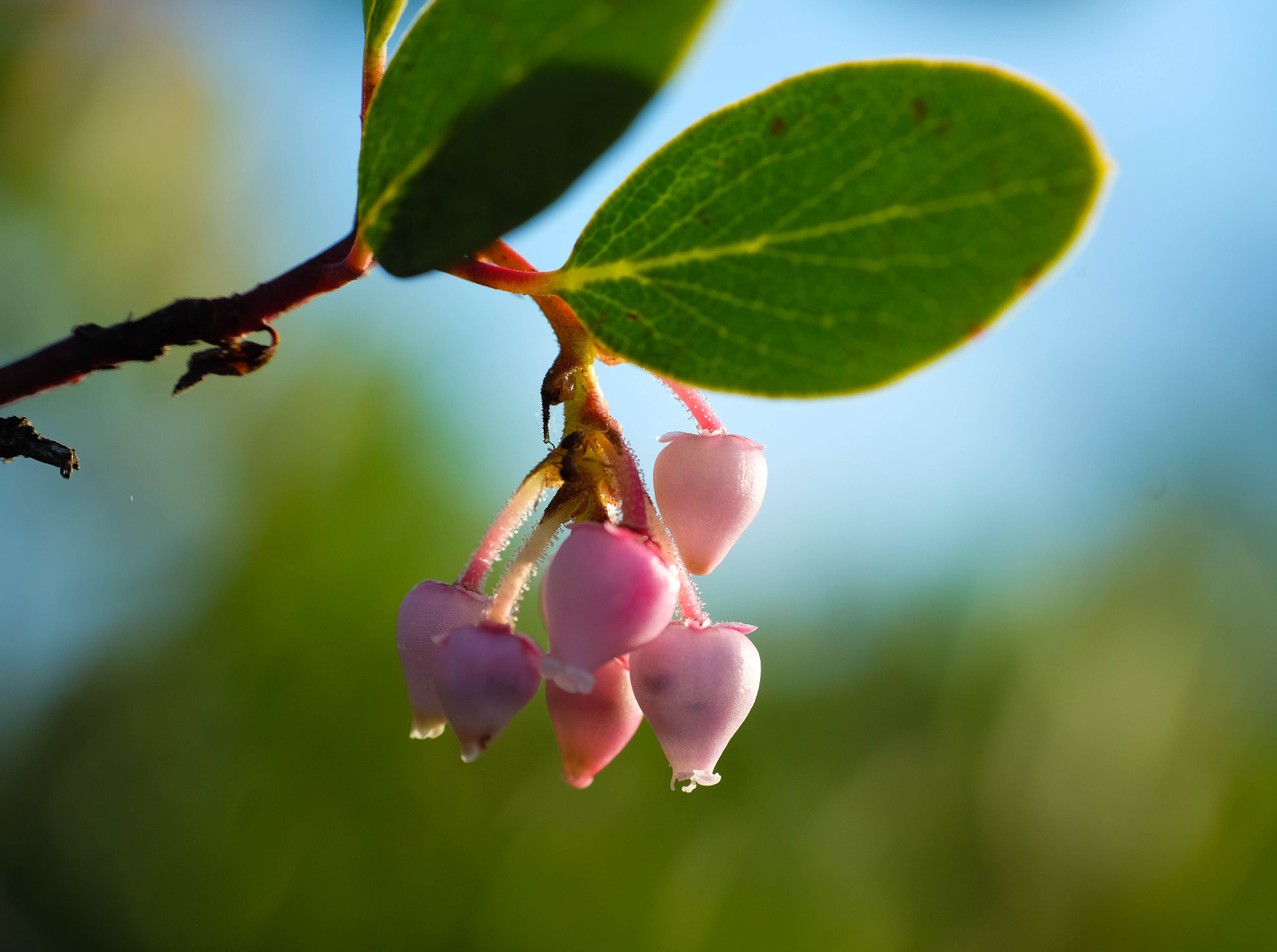 Fujifilm X-T10 + Fujifilm XC 50-230mm F4.5-6.7 OIS II sample photo. Manzanita bloom macro photography