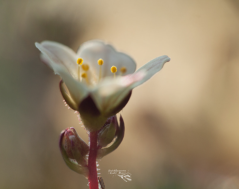 Olympus E-620 (EVOLT E-620) + Sigma 55-200mm F4-5.6 DC sample photo. Little flower photography