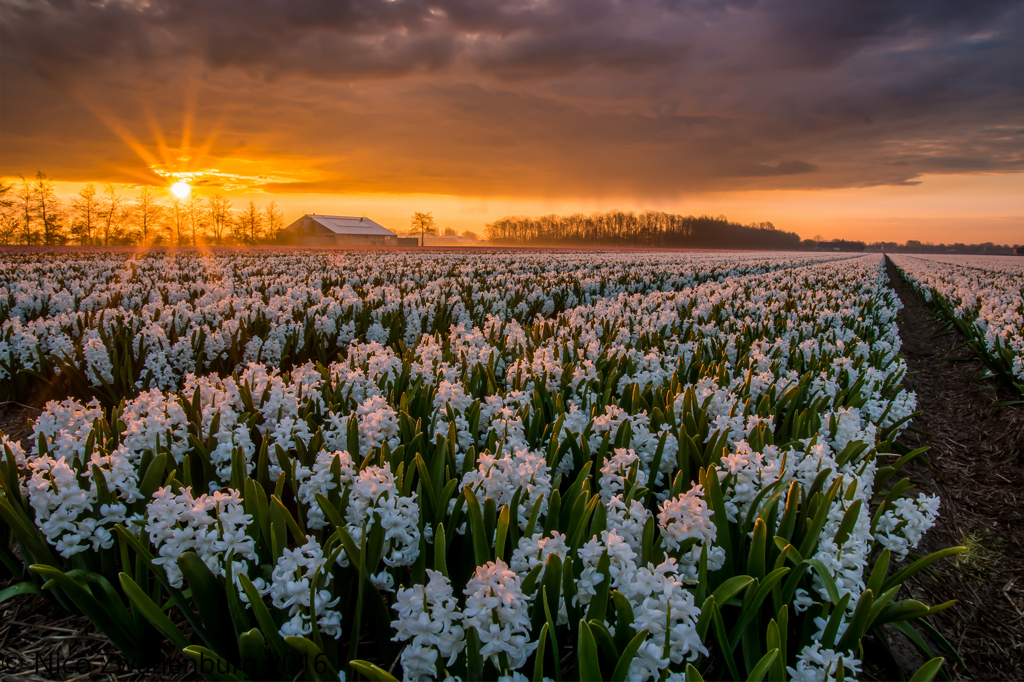 Sony ILCA-77M2 sample photo. Golden rise photography