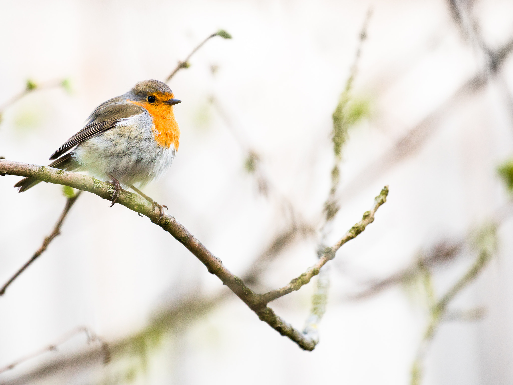 Canon EF 100-400mm F4.5-5.6L IS II USM sample photo. Robin photography