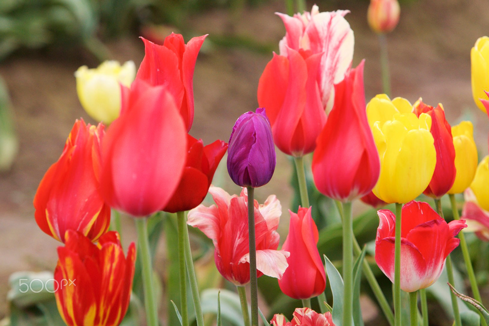 Canon EF 70-200mm F2.8L IS USM sample photo. Surrounded by red.jpg photography