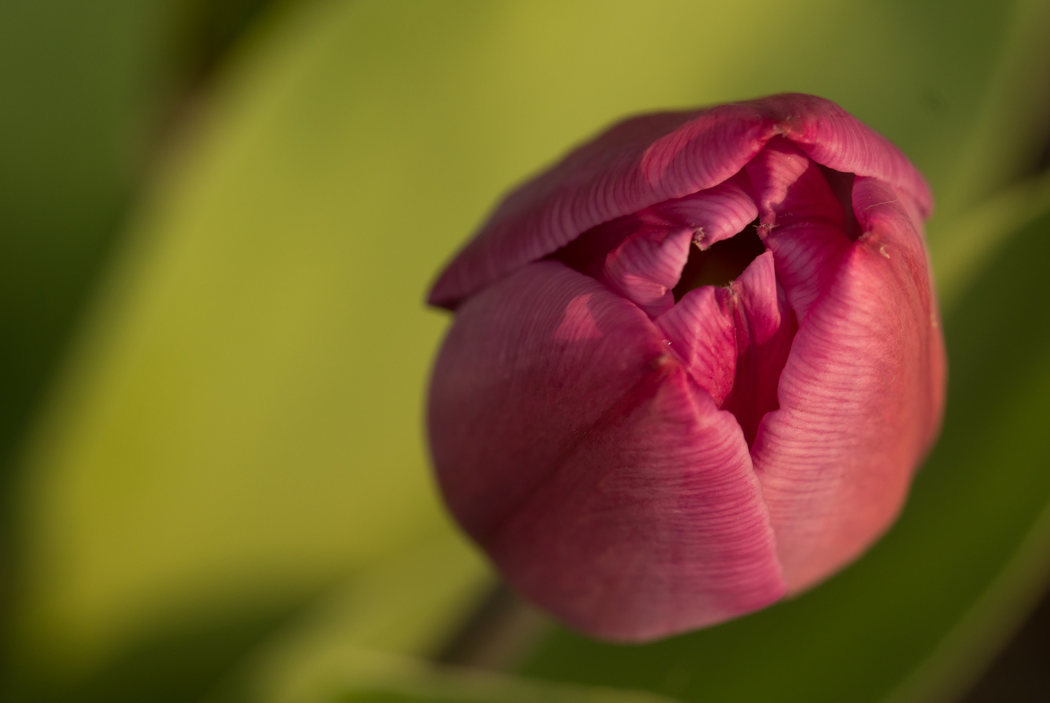 Sony SLT-A65 (SLT-A65V) sample photo. Bloem photography