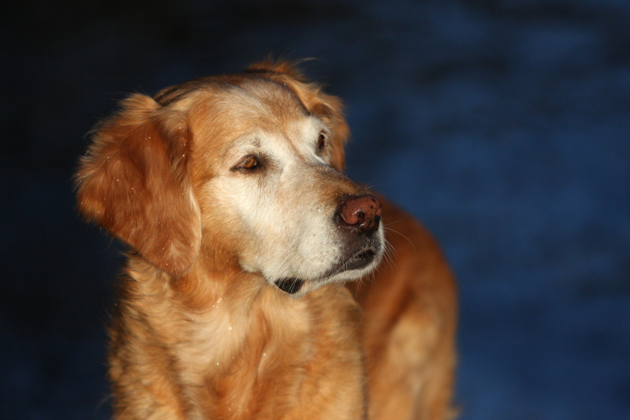 Canon EF 70-200mm F2.8L IS USM sample photo. Toute la douceur dans un regard photography