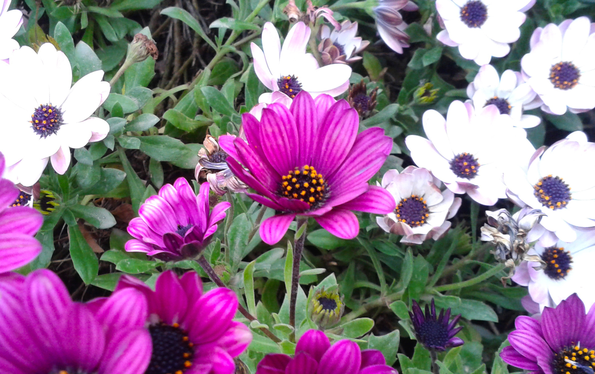 Samsung Galaxy S Advance sample photo. Flowers from bari, italy photography