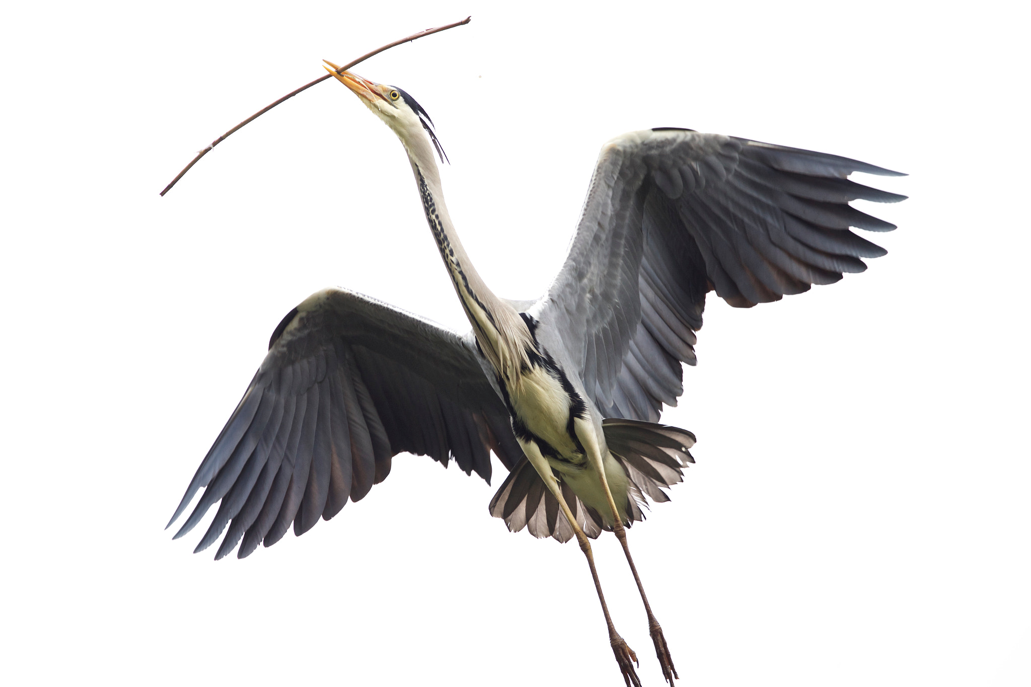Canon EF 300mm F2.8L IS II USM sample photo. Reiher im flug! photography