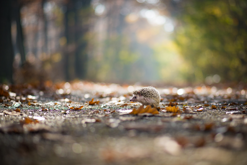 Hedgehog by K. Mrá?ková on 500px.com