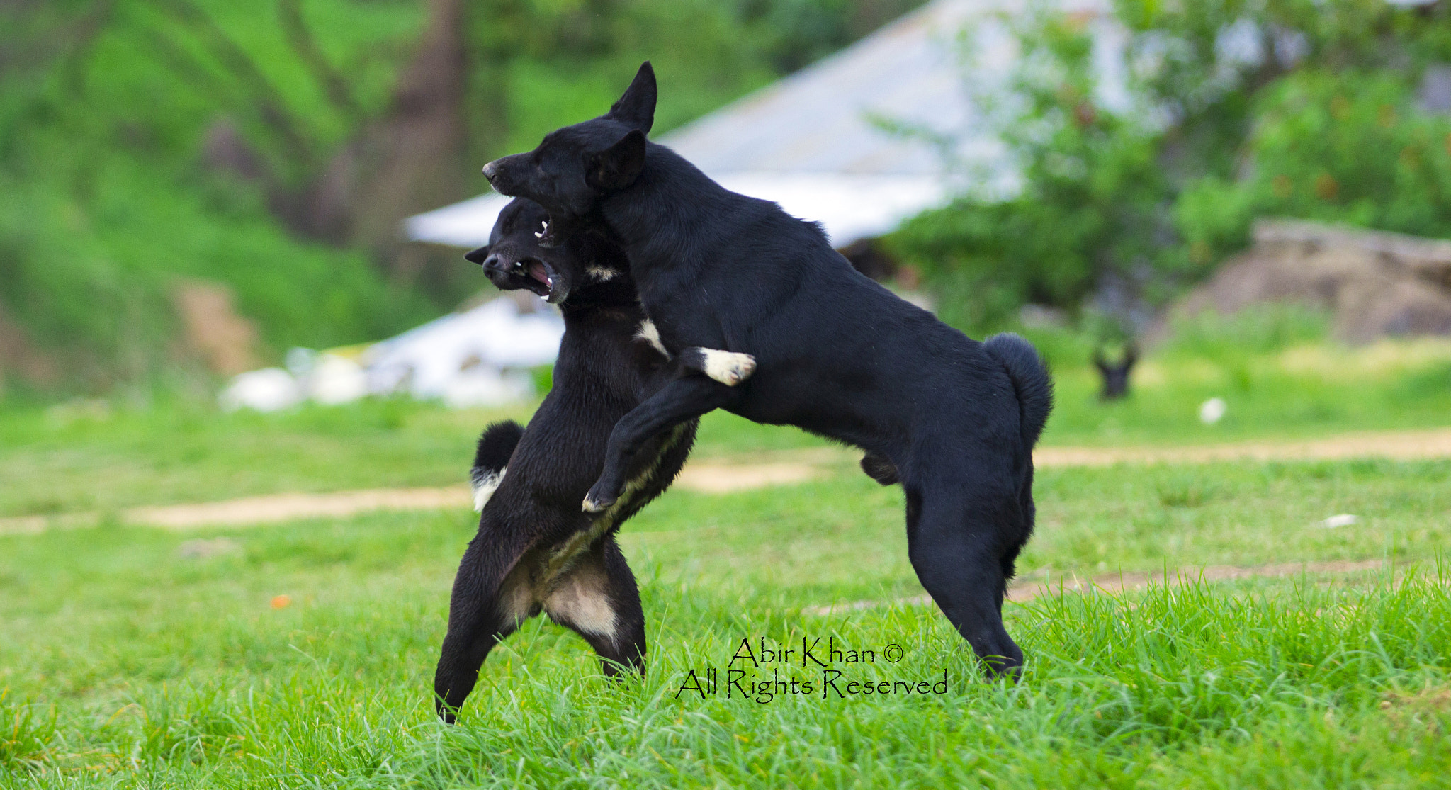 Canon EOS 600D (Rebel EOS T3i / EOS Kiss X5) sample photo. Doggy...!! photography