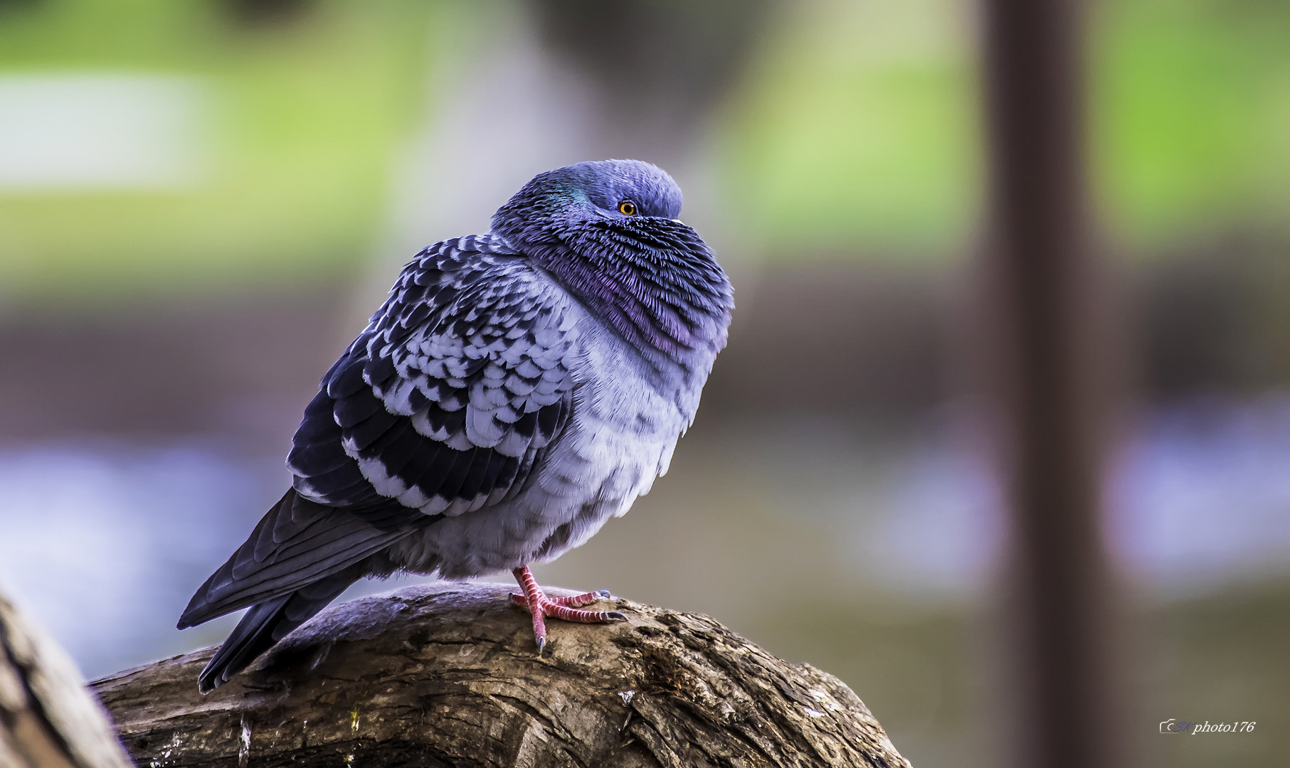 Tamron SP 35mm F1.8 Di VC USD sample photo. Beautiful bokeh photography