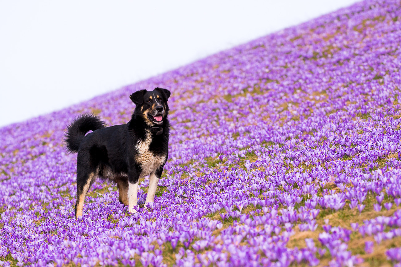 Sony ILCA-77M2 + 70-200mm F2.8 sample photo. Happiness in purple photography