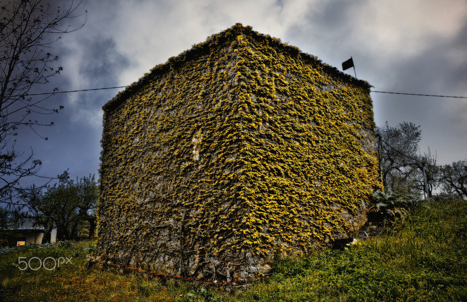 Nikon D7100 + AF Nikkor 24mm f/2.8 sample photo. L'edera che cammina photography