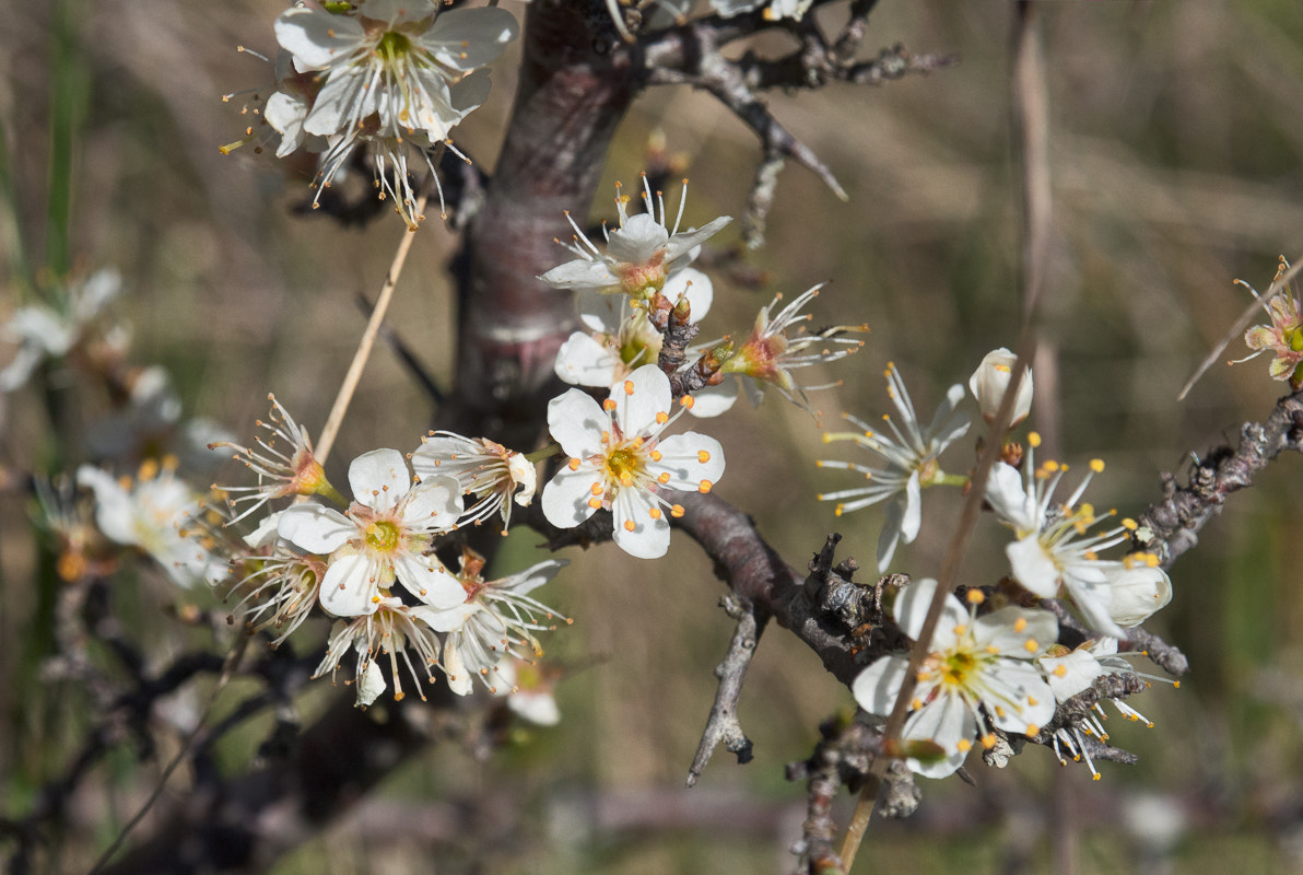 OLYMPUS M.12-50mm F3.5-6.3 sample photo. Cerisier photography